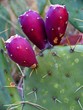 prickly pear