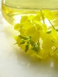  flower & oil - rape
