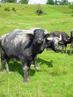 buffles buffles