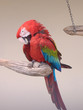 parrot parrot