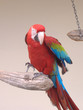 parrot parrot