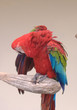 parrot parrot
