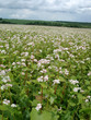 buckwheat family