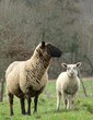 spring lamb