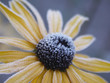frosty black-eyed susan