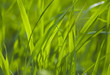 green grass