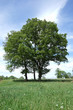 arbre3