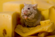 mouse