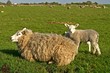sheep and lambs in the field in holland