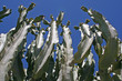 cactus mirando al cielo