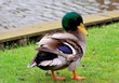 duck