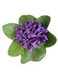 Photo: parfum d'antan parfum d'antan