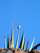 bird on cactus
