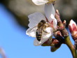 l'abeille
