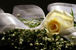 rose and ribbon
