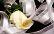 rose and ribbon