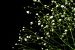 baby's breath