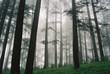 mountain forest