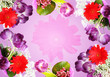 violet tulips background
