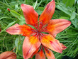 orange lily