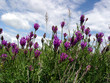 astragalus steppe
