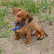 cute little brown puppie