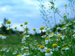 Photo: merry flowers of camomila merry flowers of camomila