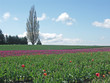 tulip field and tree