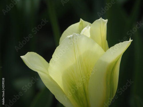 tulip tulip