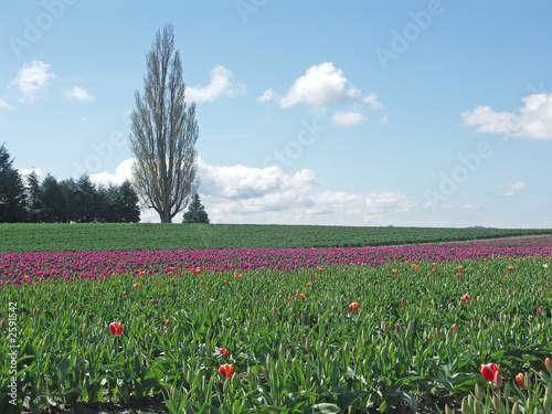 tulip field and tree