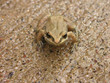 curious toad