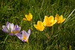 spring spring