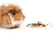 guinea pig