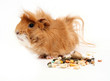 guinea pig