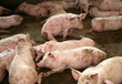 ill pig