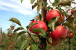 red apple