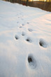 Photo: deer tracks deer tracks