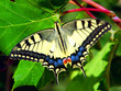 papilio machaon