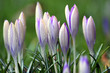 crocus
