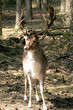 stag
