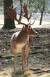 stag