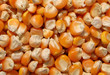 corn seed
