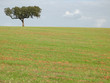 just a tree just a tree