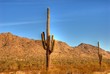 desert saguaro 34 desert saguaro 34