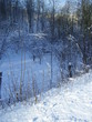 a landscape, a wood in the winter