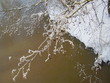 Foto: branches of a tree in a snow branches of a tree in a snow