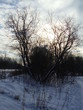 Foto: a landscape, silhouettes of trees a landscape, silhouettes of trees