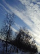 Foto: silhouettes of trees on a background silhouettes of trees on a background