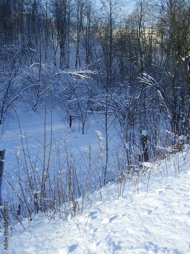 Foto: a landscape, a wood in the winter a landscape, a wood in the winter