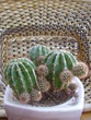 a decorative house plant - a cactus